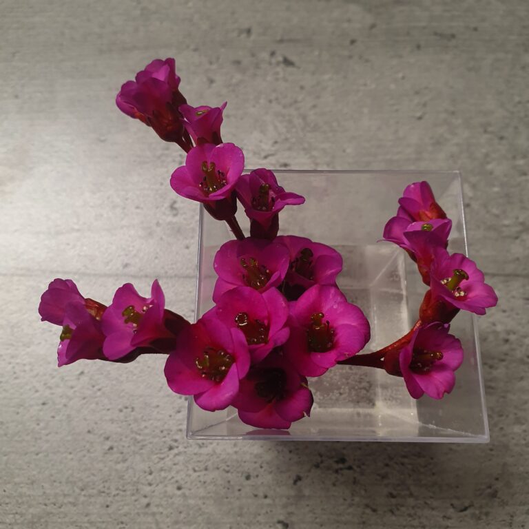 پاکستان میں فری لانسنگ حال و مستقبل